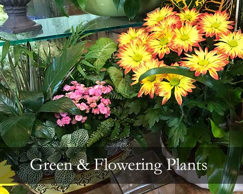 Green & Flowering Plants