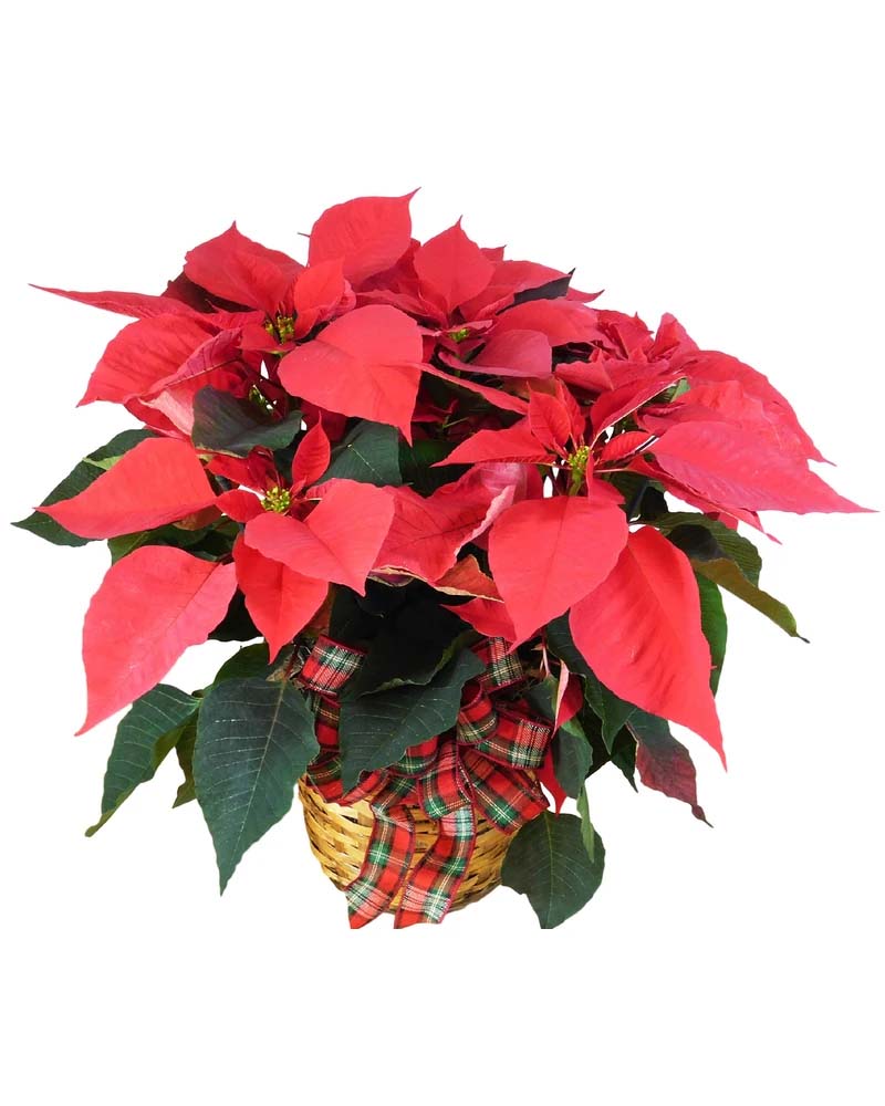 poinsettia