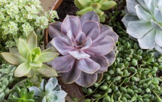 Watson's Flowers Plants and Succulents LOCAL SAME DAY & EXPRESS DELIVERY