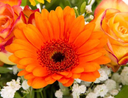 Watson’s Flowers Proudly Offers Convenient Finley Farms Elementary School Flower Delivery