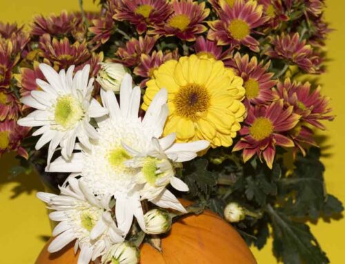 Watson’s Flowers Offers Professional Scottsdale Arizona Flower Delivery for All Occasions Including Thanksgiving