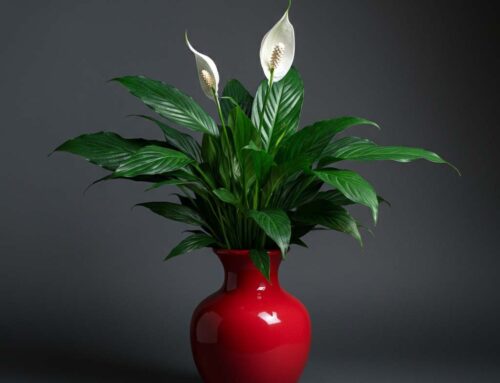 Mother’s Day Plants are Great for Celebrating and Honoring Mothers on this Special Day