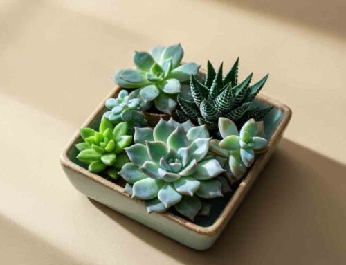 Father’s Day Plants Acknowledge the Strength, Love, and Support Fathers Provide